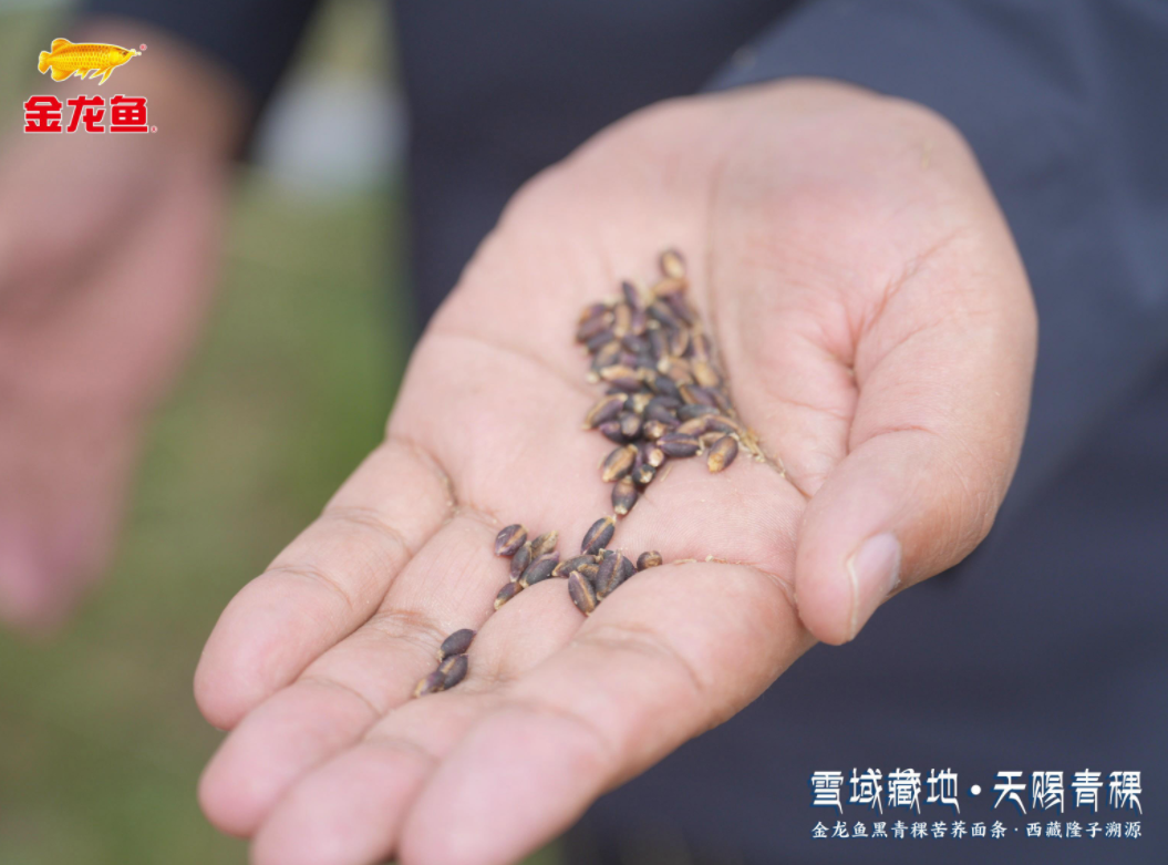 金龙鱼黑青稞苦荞面条溯源西藏隆子:好源头如何变成一碗好面?